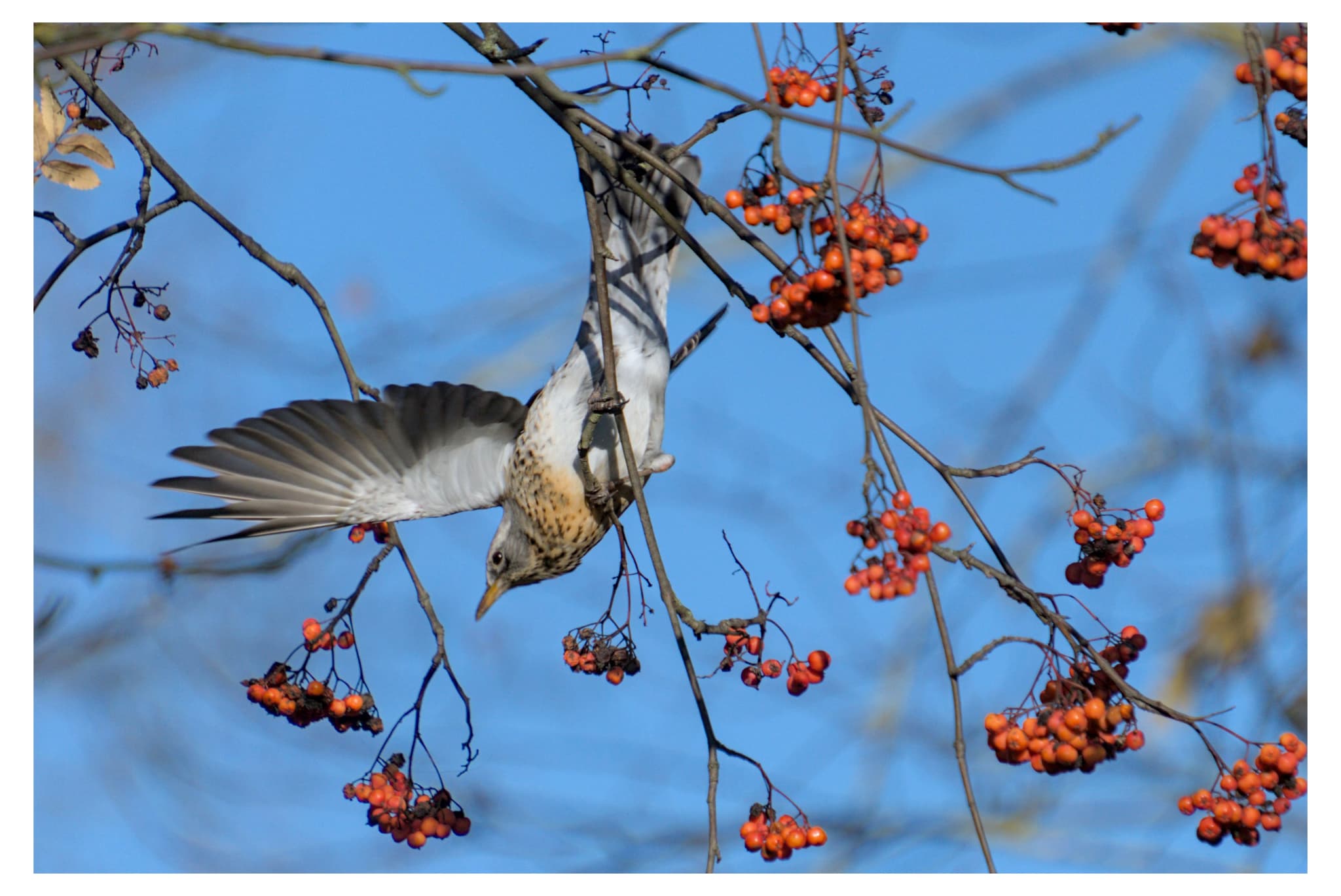 Fieldfare