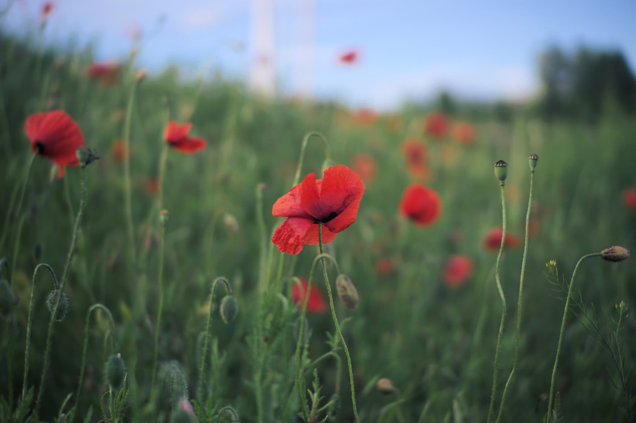 Poppy