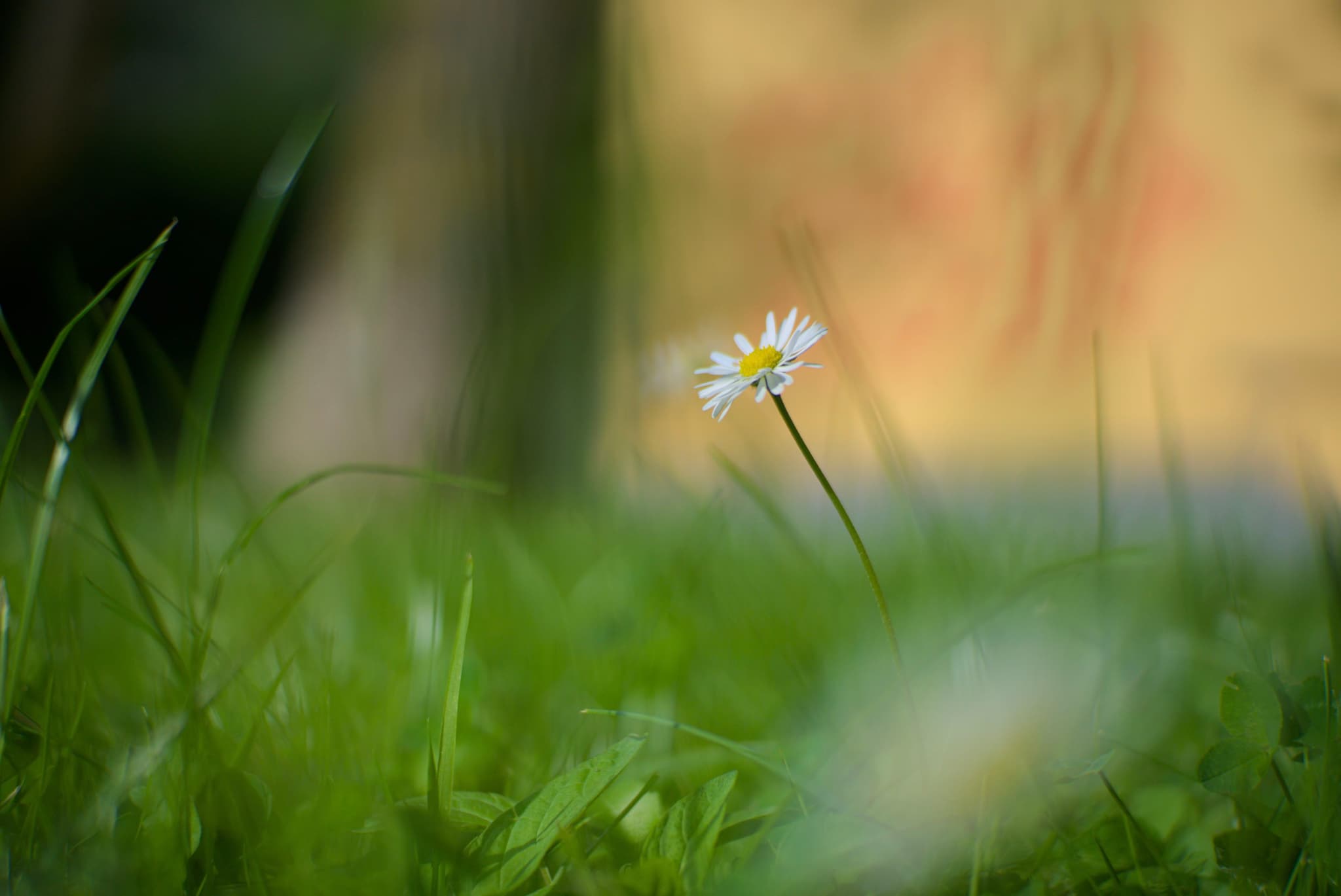 Daisy