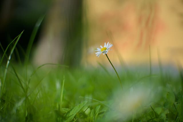 Daisy