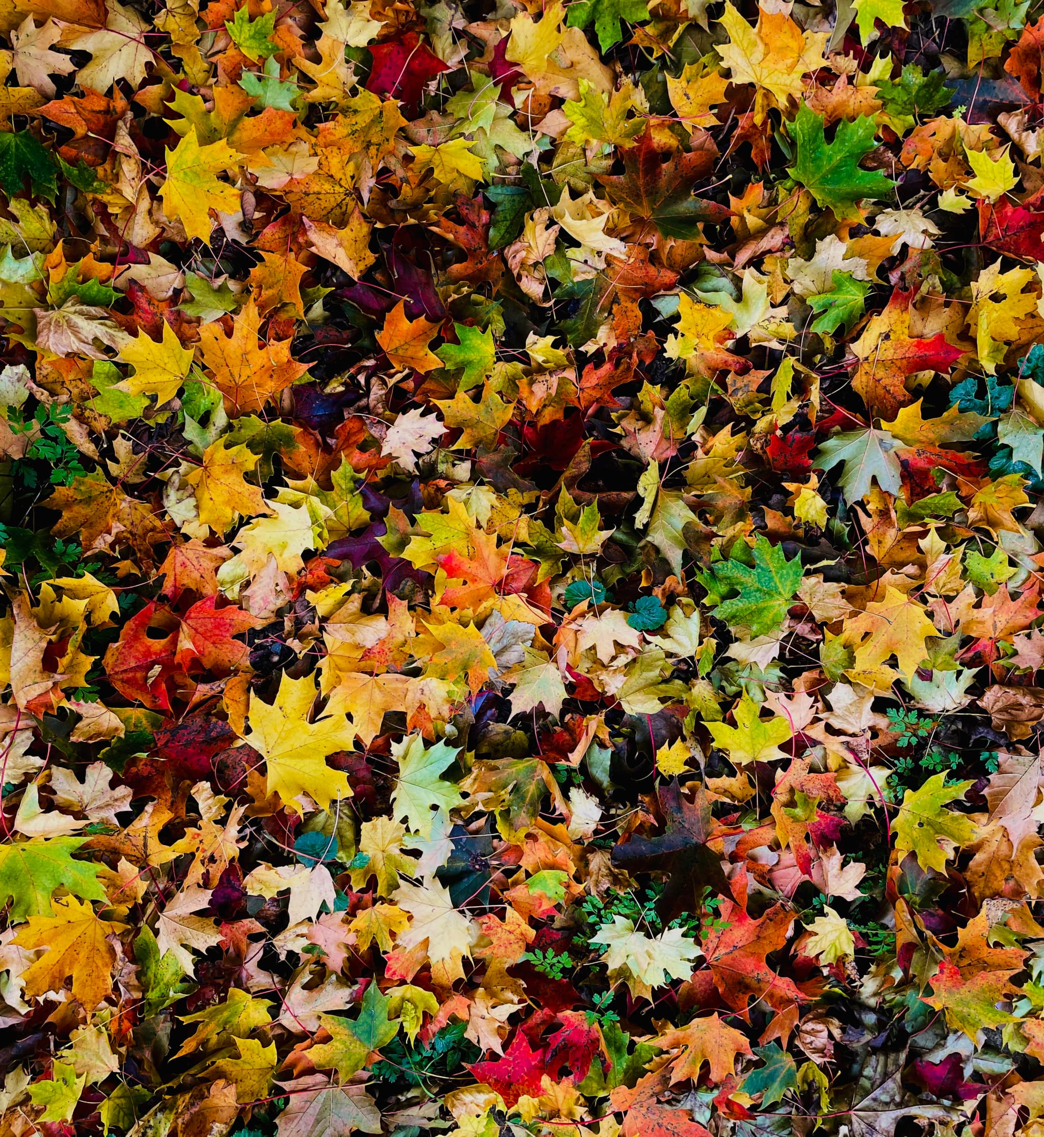 মৃত্যু, বড়, গোল চাঁদ; গভীর অঘ্রাণ এসে দাঁড়ায়েছে।