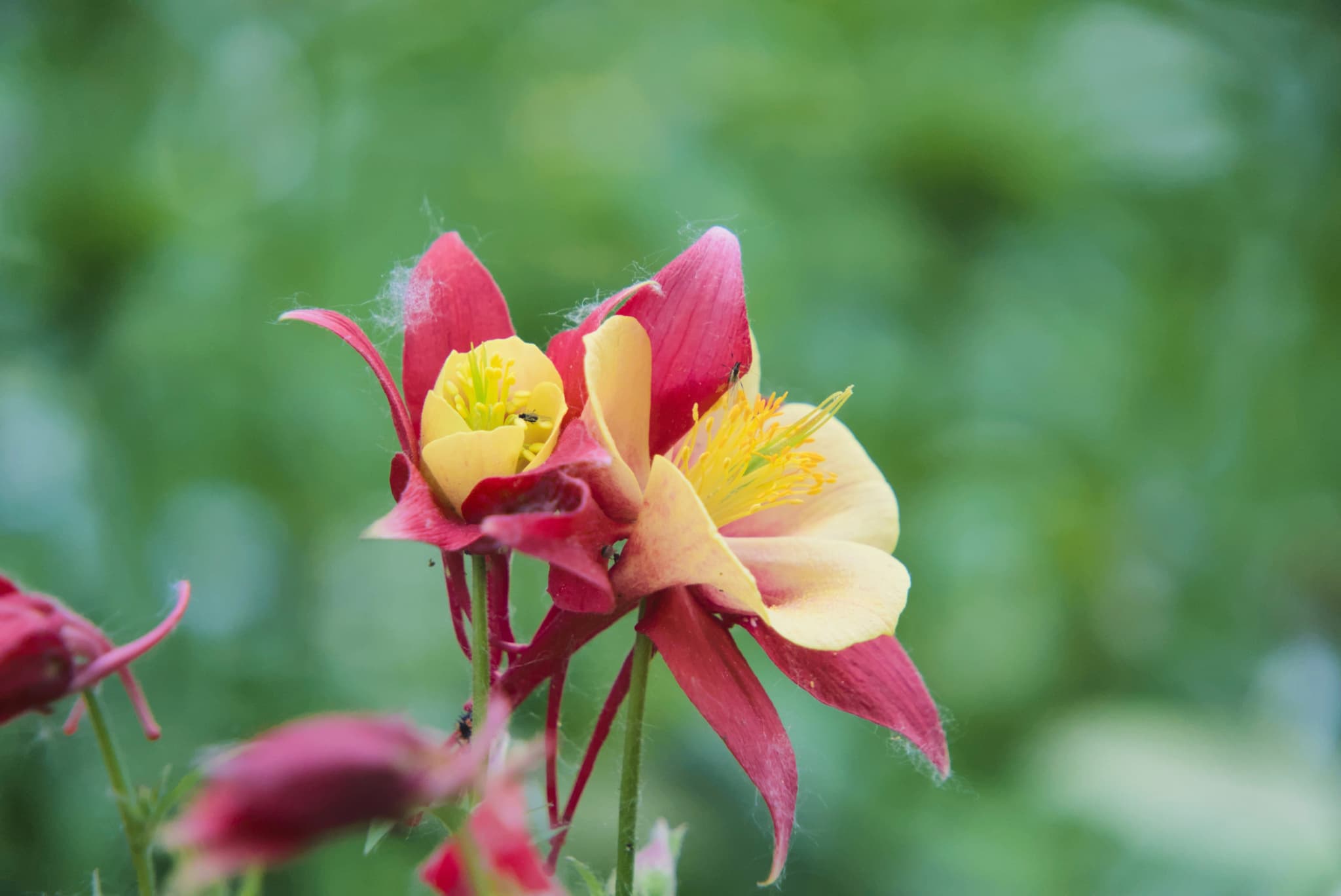 Columbine